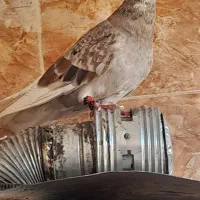 کبوتر کوهی دم سفید