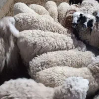 بره نر زنده باسکول|حیوانات مزرعه|زابل, |دیوار