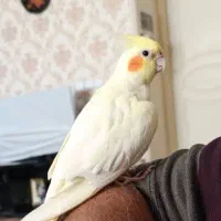عروس هلندی گمشده سهند