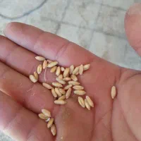 بذر گندم|خدمات باغبانی و درختکاری|سروآباد, |دیوار