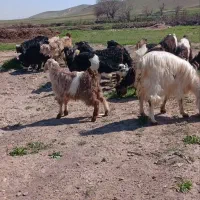 بزغاله