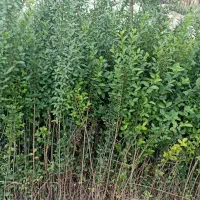 گیاه رزماری و لاوان مناسب دیوارچینی باغچه دارویی|گل و گیاه طبیعی|تهران, والفجر (افسریه)|دیوار
