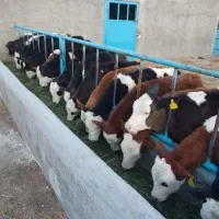 فروش گوساله های داشتی وپرواری