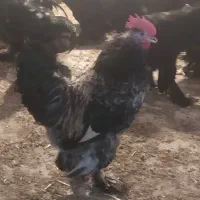 جوجه و مرغ و خروس مرندی