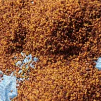 کشمش قوچان