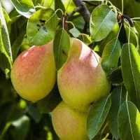 نهالستان پالیز تولید کننده انواع نهال های دیرگل|خدمات باغبانی و درختکاری|سلمان‌شهر, |دیوار