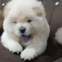 توله چاو چاو پشمکی فلت زبون بنفش