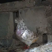 کبوتر پرشی|پرنده|بندر ترکمن, |دیوار