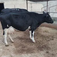 فروش دو عدد گاو|حیوانات مزرعه|اقبالیه, |دیوار