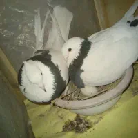 کبوتر نروماده طوقی