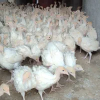 بوقلمون بیوتی|حیوانات مزرعه|مرودشت, تخت جمشید|دیوار