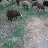 بره ریز دشتی.شهریار شهریار|حیوانات مزرعه|شهریار, رضی آباد بالا|دیوار