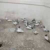کبوتر