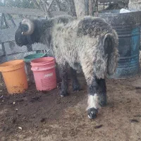 یک راس قوچ لری