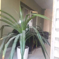 گل پاندانونس|گل و گیاه طبیعی|مشهد, شهرک صنعتی توس|دیوار