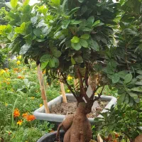 گیاه بن سای|گل و گیاه طبیعی|تهران, عباس‌آباد|دیوار