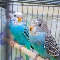 مرغ عشق|پرنده|اصفهان, ارزنان|دیوار