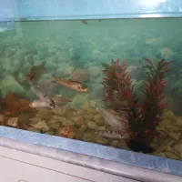 فروش اکواریوم با ماهی کویی و تمام تجهیزات