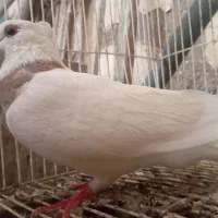 کبوتر طوقی|پرنده|شادگان, |دیوار