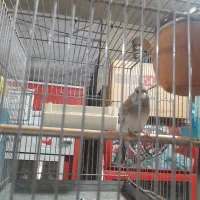 پرنده