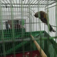 سهره و جوجه سهره قناری|پرنده|شهریار, شهرک امیریه|دیوار