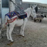 یک راس قاطرماچه جوان سرحال سواری وباری  بسیار اصیل|حیوانات مزرعه|شیراز, شریف‌آباد|دیوار