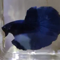 ماهی فایتر هافمون|ماهی|تهران, عباسآباد|دیوار