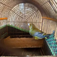 فروش سهره سبز نر دوساله