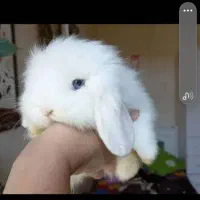 خرگوش لوپ اسکاتلندی