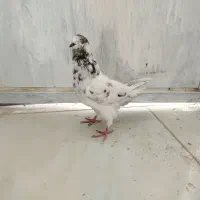 تهرانی زوردار|پرنده|سرپل ذهاب, |دیوار