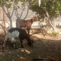 فروش دو عدد کهره ماده بایک کهر نر خوش تیپ