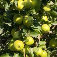 فروشنهالتضمینیدرنهالستانخورشید|خدمات باغبانی و درختکاری|سراب, |دیوار