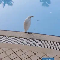 وام جانبازی و وام ازدواج