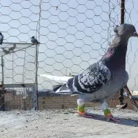 ماده دم سفید.کاکل میخ