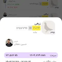 کبوتر کفتر ماده مسافتی پلاکی جی پی اس دار|پرنده|مشگین شهر, |دیوار