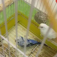 جفت مرغ عشق پروانه ای