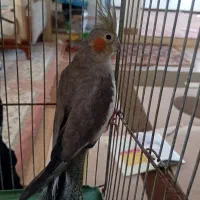 عروس هلندی ماده‌ سرحال آماده جفت گیری