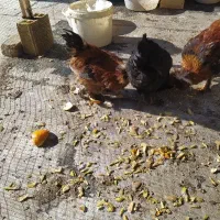 سه عددمرغ برهماجوان تخمگذار