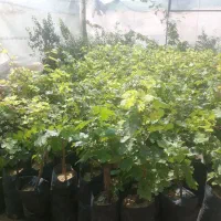 نهال انجیر و انگور و گل|گل و گیاه طبیعی|شیراز, دانشکده دامپزشکی شیراز|دیوار