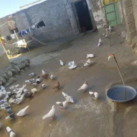 100عدد کبوتر|پرنده|زاغه, |دیوار