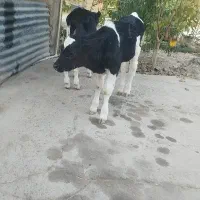 گاو گوساله نر|حیوانات مزرعه|مرودشت, کناره|دیوار