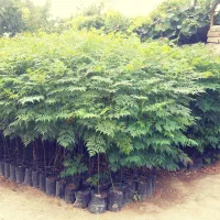 فروش نهال زیتون تلخ|خدمات باغبانی و درختکاری|فرح آباد, |دیوار