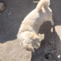 سگ پاپی اشپیتز|سگ|پیر بکران, |دیوار