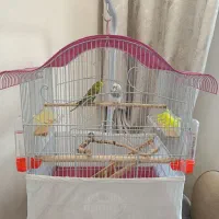 یک جفت مرغ عشق|پرنده|پردیس, فاز ۱۱|دیوار