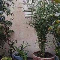 گل خانگی|گل و گیاه طبیعی|میاندوآب, |دیوار