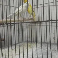 قناری نروماده بلندوخوشکل