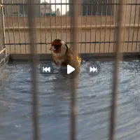 سره دو ساله|پرنده|شهریار, شهریار|دیوار