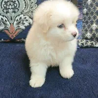 فروش یه عد سگ پامرانی|سگ|جهرم, |دیوار