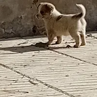 واگذاری ۲تا توله سگ پا. کوتاه