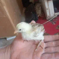 جوجه گلین بلک استار